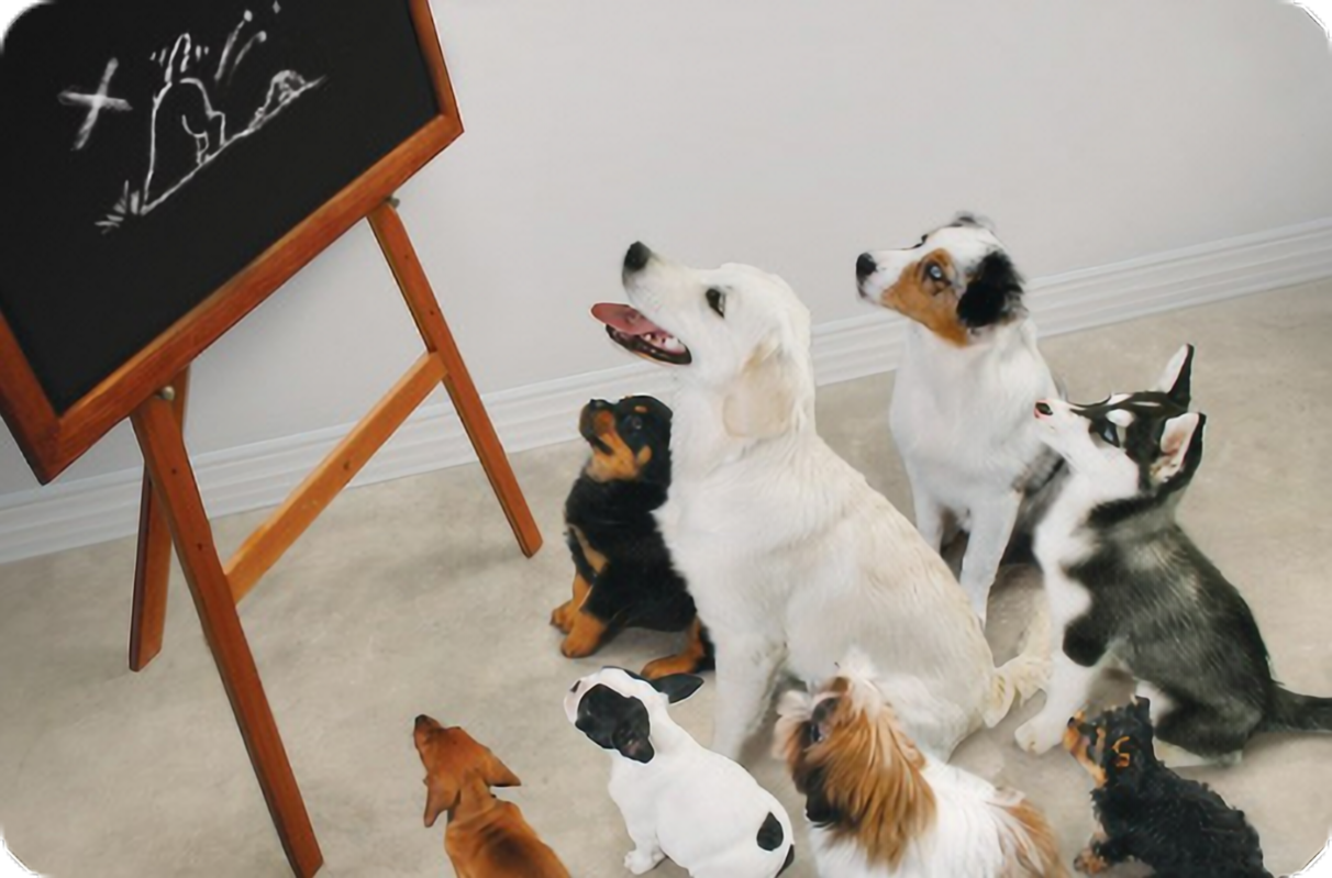 Ecole des chiots